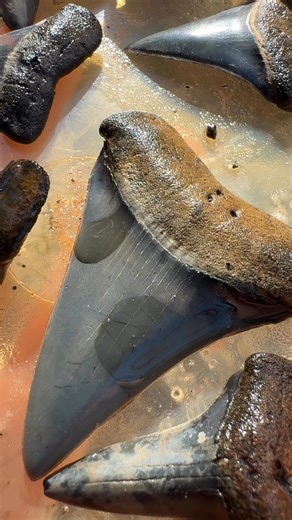 100K views · 2.4K reactions | Some beautifully preserved Florida Fossils, some lesser white, snaggletooth, tiger shark, bull shark, deer and whale to name a few . #Deer #Shark #SharkTeeth #Fossils #Whale #BullShark #TigerShark | Every Day I'm Shoveling | Facebook