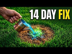 Pour This on Dead Patches and Grow New Grass in 14 Days | Lawn Repair Guide