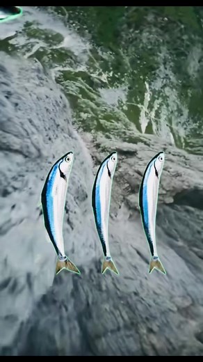 Spinning Fish: Fun Facts About Your Aquatic Pet