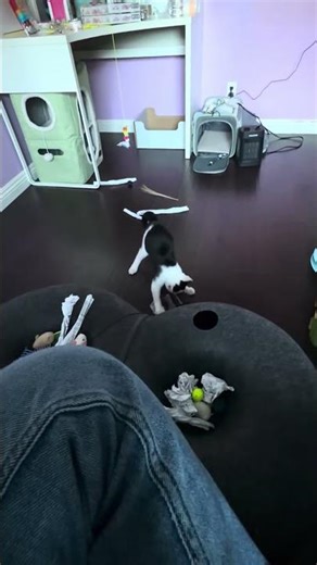 mèo con #shortvideo