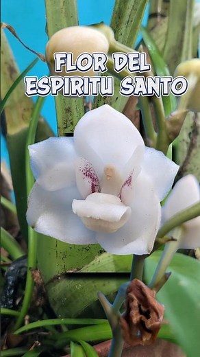 🌸 La Flor del Espíritu Santo: El SECRETO que no sabías 🇵🇦