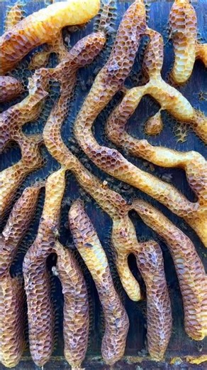 Real Wild Honey #youtubeshorts #viral #shorts