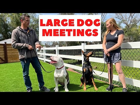 How to introduce an American Bulldog and a Doberman Pincher