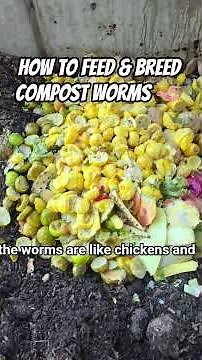 How to feed & breed compost worms 🪱