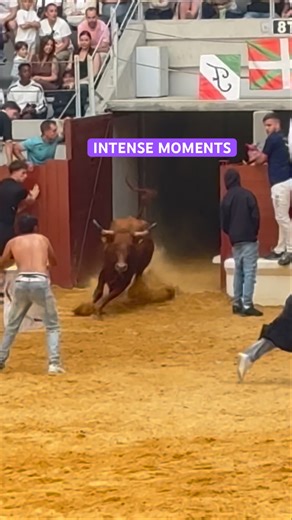 Bull Fighting Vaquillas Moments 🇪🇸 | Spain Festival 2025 #shorts