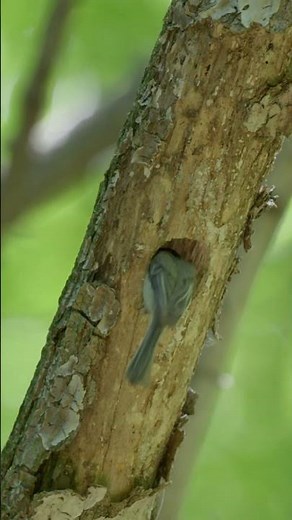 Facts about the Black-capped Chickadee #blackcappedchickadees #nikonwildlife #virginiabirding
