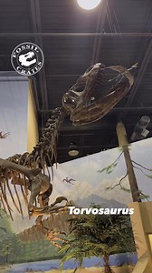 Got it! Like a pesky fly that pushed its luck one too many times, the #pterosaur is no more thanks to the lucky snap from a stretching, nearly leaping, #Torvosaurus. It is the first large theropod display that I can recall where a big beast is eating a light snack. :-) Torvosaurus “Savage/Cruel/Wild Lizard” per the Galton and Jensen 1979 paper that named it, is huge! At over 30’ long and anywhere from 3-5 tons (depending on the methodology used), this animal was one of the largest predators to e