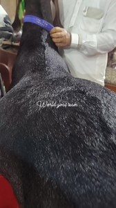 Heavy weight bakre | World goat team