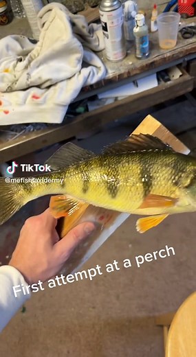 ME Fish Taxidermy on TikTok