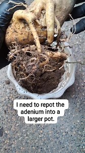 Adenium caudex 🪴 "Thai Adenium caudex" refers to the thick, swollen trunk of the Adenium plant, specifically a variety originating from Thailand. #Reelstoreels ##reelsfacebook #reelsph #Adenium #plantitasandplantitos ##plantita #highlights #Reelsfollowers #Reelsfollowers #reelsvideo ##reelsfacebook #reelstoreelsengagements | Harden sa Siyudad