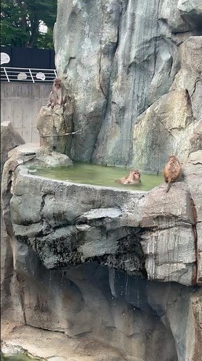 あかげ365もプール開きはじまってます #東武動物公園 #animals #動物 #あかげ365 #アカゲザル #プール開き