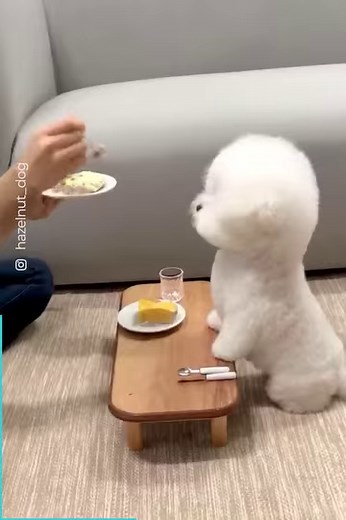 3.5M views · 100K reactions | She’s just so patient, it melts my heart 梁❤️ | The Woof World | Facebook