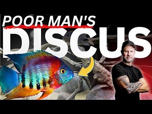 An Unusual Look At This UNDERRATED Cichlid Species