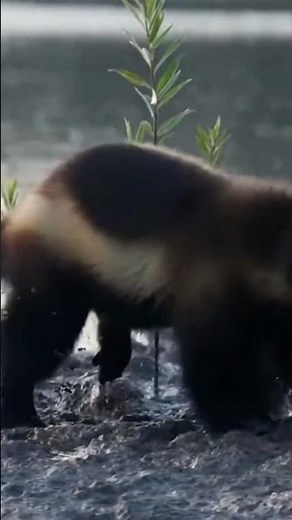 Wild Boar Escapes Wolverine & Moose in One Epic Encounter! #Wildlife #Nature #Drama