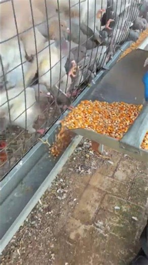 طيور الحمام #birds