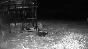 🐾 Libby Update 🐾 Our girl Libby still holds the title for the longest running Paws case to date — missing for 873 days, and still out there surviving on her own terms. 💔 A trap is currently set in her area, and we want to send a huge thank-you to the kind landowner who’s allowing us to be there. Every bit of help brings us one step closer to Libby’s safe return. Libby knows every inch of “her” territory and notices even the smallest of changes — she’s one smart, cautious girl. Not many moment