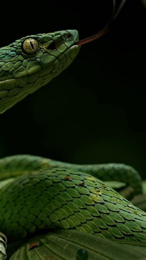 10K views · 200 reactions | That tongue! The Side-Striped Palm-Pit Viper is an arboreal species found in the mountains of Costa Rica. Sometimes you find them coiled and over palms fronds like this. Its prey consists of small birds, rodents, lizards, and frogs. | Amber Favorite Photography | Facebook