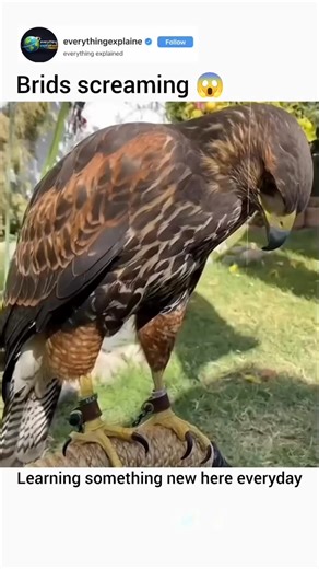 Explaining Everything on Instagram: "Scariest bird scream you’ll ever hear 😨 That sound isn’t from a monster — it’s from a bird. Some large birds of prey, like eagles and hawk-eagles, produce high-pitched, piercing screams to mark territory, warn rivals, or communicate with their partner. Their calls are designed to travel long distances across mountains and forests, which is why they sound so intense and unnatural to humans. Fun fact: Bald eagles don’t actually make the deep “movie” scream peo