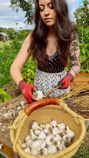 Do you grow garlic? Let me know if you want my garlic growing checklist. Growing garlic 🧄 is something I tell gardeners of all experience levels to try. It’s so easy and low maintenance, grows well in most climates and tastes so much better when it’s homegrown. #growinggarlic #garlic #gardeningtime | The Cottage Peach