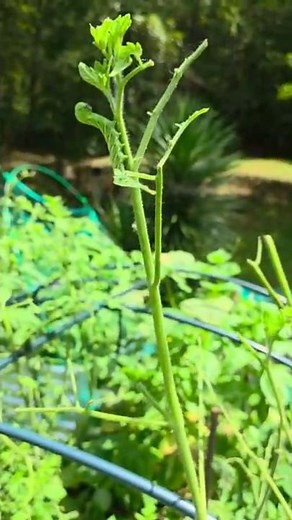 Tobacco hornworms a type of caterpillar, transform into sphinx moths, known as hawk moths #short