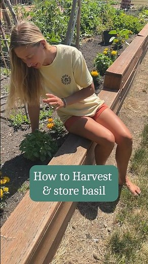 How to harvest and store basil 🌿 #garden #gardentips #gardeningadvice
