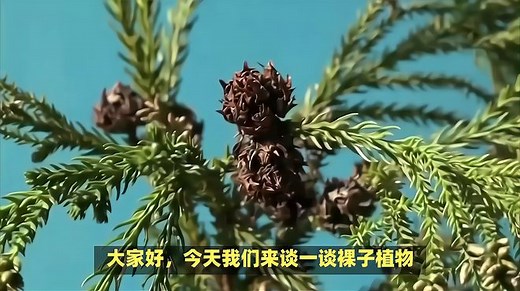 裸子植物与被子植物：受精过程、种子形态大揭秘