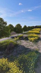 19K views · 1.4K reactions | Jeg lod Abu gå frit igennem rapsmarken……eller det ser ud som om han går i selve marken men det gør han ikke. Han går på en sti. Jeg lader ham selvfølgelig ikke vade bondens afgrøder i smadder Fuglekvidderet på denne video er kunstigt. Det er en del af musikstykket Alle dronens optagelser er uden lyd for det ville bare være larm | Dronningmølle æsel og kameludlejning | Facebook