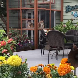 2.2M views · 27K reactions | Cat owners, you're going to want a catio...