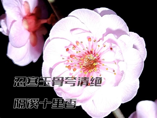 一花一世界，一梅一清心才有梅花便自清，孤山两句一条冰脉脉含芳映雪时，月明还见影参差