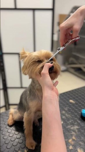 The most requested Yorkie haircut at my dog salon