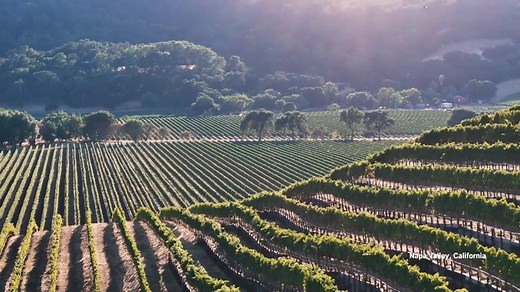 Take epic drone journey over California's finest wine vineyards
