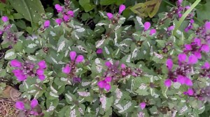 Lamium Maculatum - X2 Rooted / X4 Unrooted Stem Cutting Plants - Ground Cover - Etsy UK