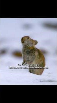 Mutual assistance of pika and rabbit #wildlife #animals #shorts
