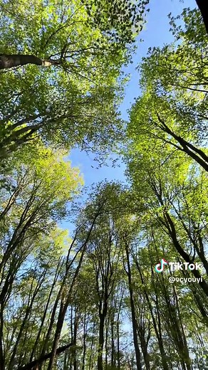 Captivating Sounds of Wind in Nature