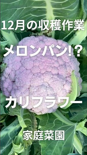 【家庭菜園】大きなカリフラワーの収穫
