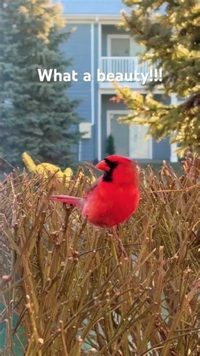 Birdwatching in nature Cardinal close shot !! #cardinals #wildlife #birds