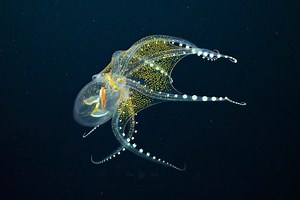 Bewitching glass octopus rarely seen alive filmed near remote Pacific islands | Discover Wildlife
