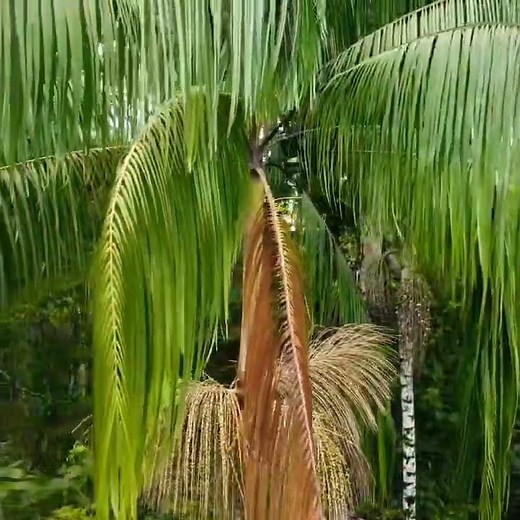 Açaí Palm: The Jungle’s Superfruit!