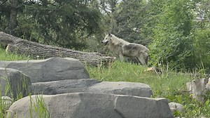 Winnipeg’s Assiniboine Park Zoo comes to life with the arrival of a new wolf pack