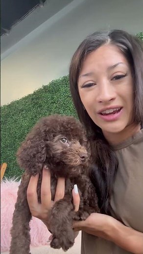 Toy Poodle Puppy Ready For Home #puppyforsale