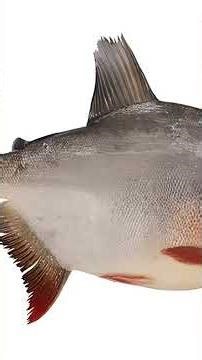 I Found a 40-Inch Deep Sea Monster Fish! 🐟