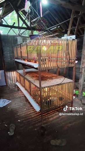 Ternak Ayam Kampung di Lahan Sempit dengan Metode Efektif