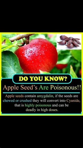 Are Apple Seeds Actually Poisonous? 🍎☠️