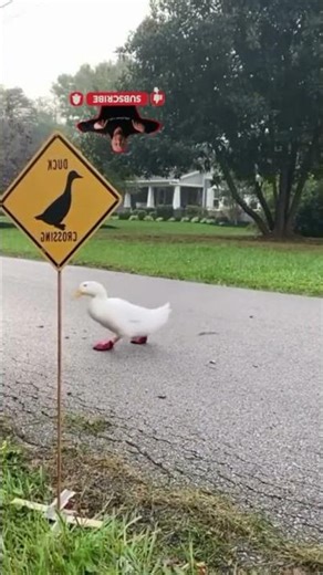 view tutorial#loop #tutorialseyes#shorts