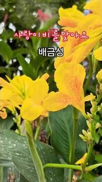 사랑이비를맞아요 #배금성 배금성노래 구독&좋아요 #스타일스타