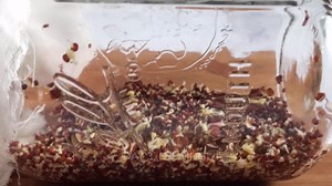 How to Sprout Broccoli Seeds at Home Easily