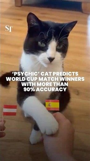 Cat accurately predicts over 90% of World Cup match results