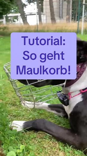 In diesem Video sieht ja eine Anleitung, wie ihr den perfekt passenden Maulkorb für euren Hund findet. Ein gut sitzender Maulkorb ist für jeden Hund wichtig! Und sollte immer positiv auf trainiert werden. #juliarecker #hundeaufinstagram #hund #hundeglück #hundeverstehen #hundetraining #hundeleben #hunde #hundevideos #hundeerziehung #maulkorb #pitbull #hundepsychologie Großer Dank an Mama Mia! | JuliaRecker Hundepsychologie
