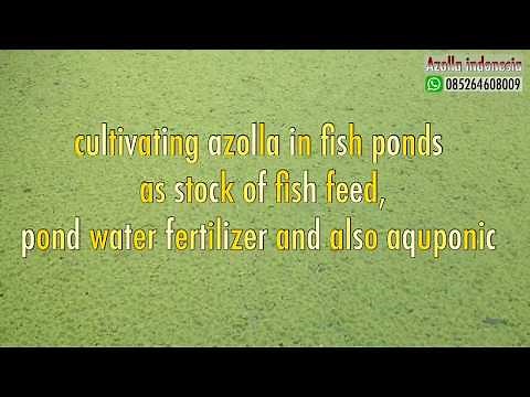 how to cultivate azolla in fish ponds as stock of fish feed, pond water fertilizer and aquaponic