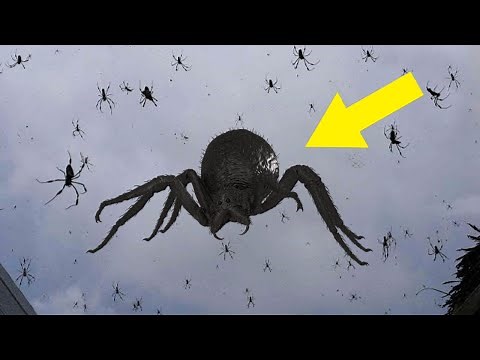 Thousands Of Spiders Appear To Rain From The Skies In Southern Brazil